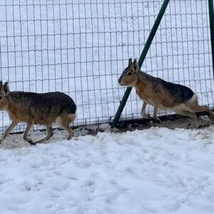 01a048ff-2a2a-4e34-8020-6239ac4c252c