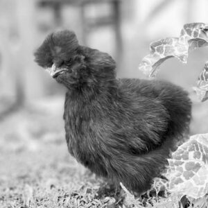 8a1eed08-4f6f-43c2-96d1-e425a1626fbc